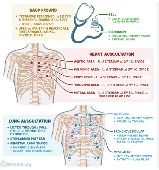 Cardiovascular system illustration