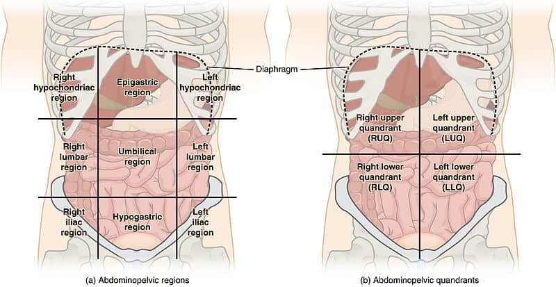 Digestive (abdominal) illustration