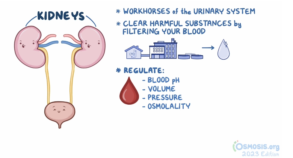 Genitourinary system illustration