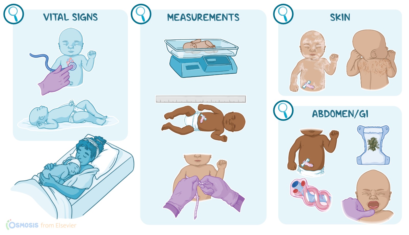 Neonatal examination illustration