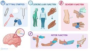 Neurological system illustration