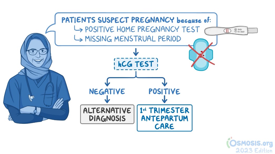 Obstetric examination illustration
