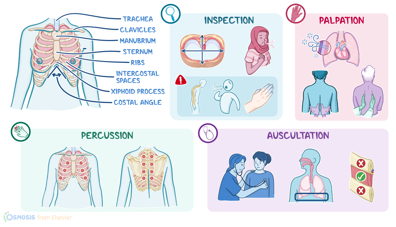 Respiratory system illustration
